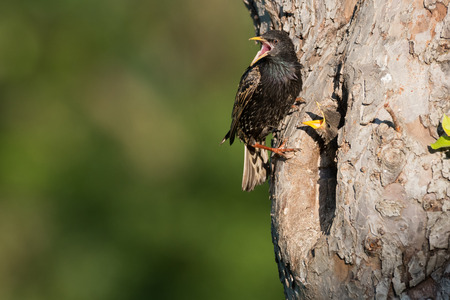Common starling (Sturnus vulgaris) next to nest hole in an old fruit tree with chick looking out of the nestの写真素材