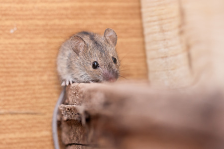 a young striped field mouseの写真素材