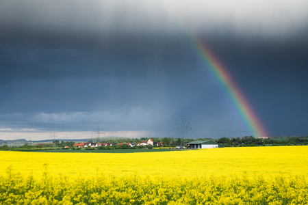a yellwo rape field with a rainbow, dark clouds and an electrical power line in backgroundの写真素材