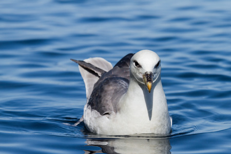 swimming fulmar の写真素材