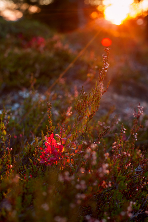 blueberriesの写真素材