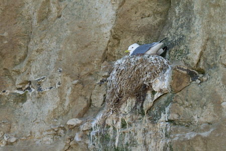 kittiwakes nesting on a cliffの写真素材