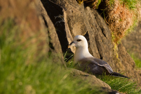 Breeding northern fulmar in Icelandの写真素材