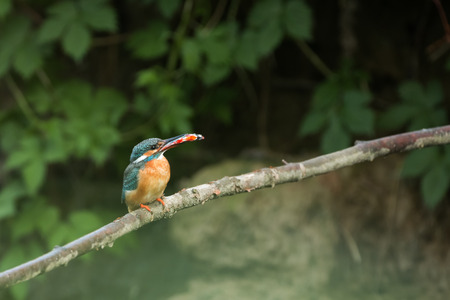 kingfisher with a catched fish on a branchの写真素材