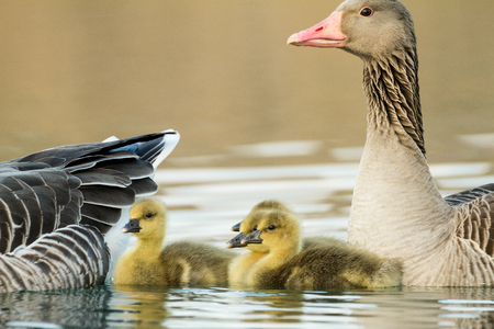 greylag goose goslings in springの写真素材
