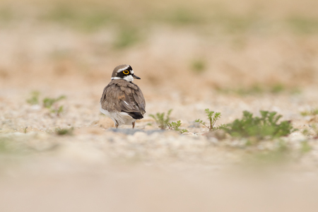 little ringed plover in habitatの写真素材