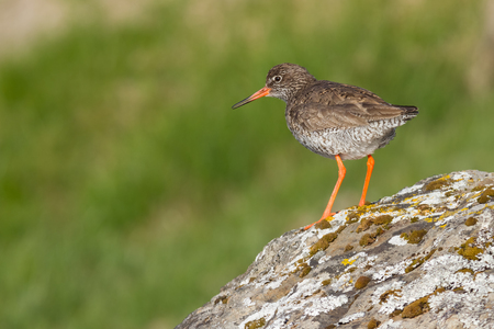 Redshank (Tringa totanus) on Flatey in Icelandの写真素材