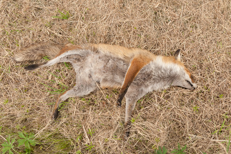 dead red fox next to a roadの写真素材