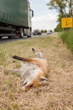 dead red fox next to a roadの写真素材
