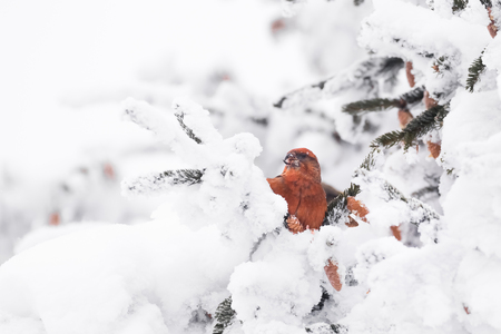 Crossbill (Loxia curvirosta) sitting on a tree in winterの写真素材