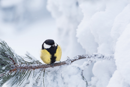Great tit (Parus major) in a white winter landscapeの写真素材