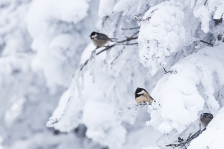 Coal tit (Parus ater) in a snowy winter landscapeの写真素材