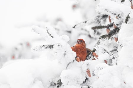 Crossbill (Loxia curvirosta) sitting on a tree in winterの写真素材