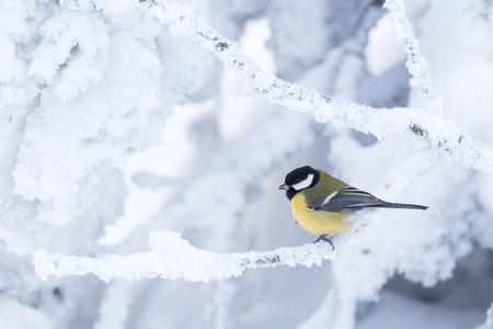 Great tit (Parus major) in a white winter landscapeの写真素材