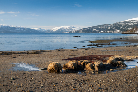 fjord landscape in northern norway in the winterの写真素材