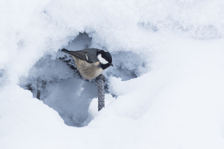Coal tit (Parus ater) in a snowy winter landscapeの写真素材