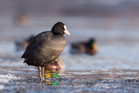 Eurasian coot sitting on an ice floe in winterの写真素材