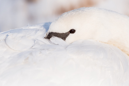 Portrait of a mute swanの写真素材