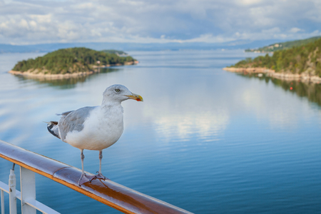 gull on a cruiserの写真素材