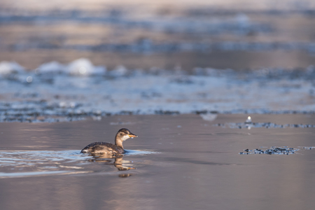 Swimming dabchick on a river between ice floes