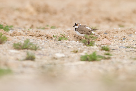 little ringed plover in habitatの写真素材