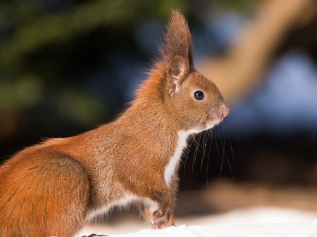 Portrait of a red squirrelの写真素材