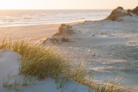 dune landscape in the evening lightの写真素材