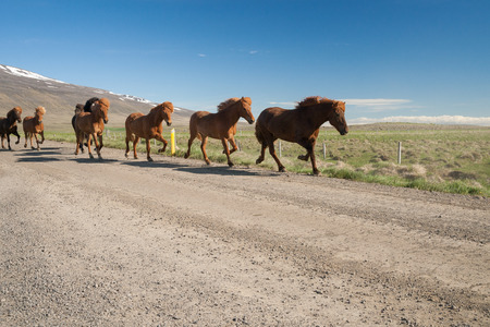 Icelandic horses in icelandの写真素材