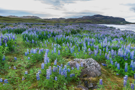 Lupine field in Icelandの写真素材