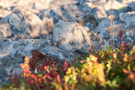 willow grouseの写真素材