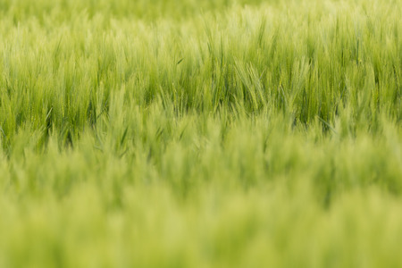 Details of a barley fieldの写真素材