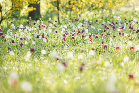 Spring meadow with flowering Fritillaria meleagris in the morningの写真素材