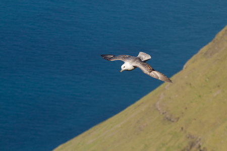 flying fulmar on faroe islandの写真素材