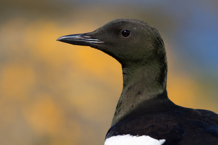 Portrait of a black guillemot in Icelandの写真素材