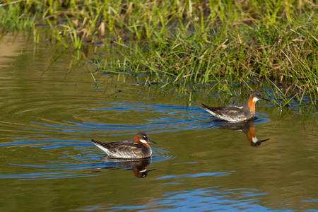 red-necked phalarope in icelandの写真素材