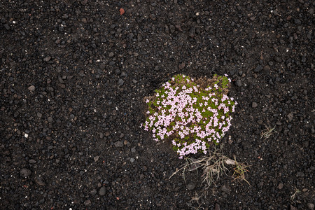 Moss campion in Icelandの写真素材