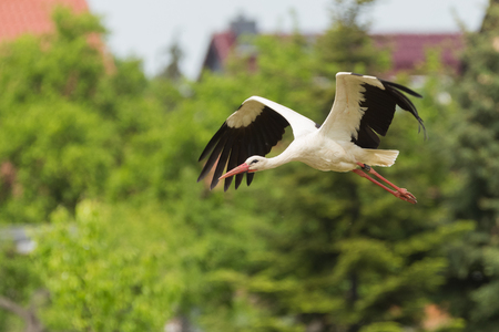white stork near a villageの写真素材