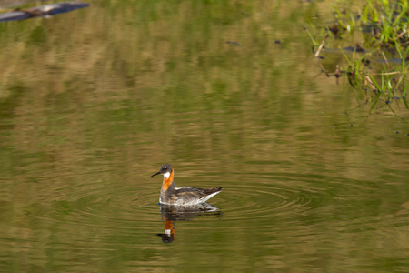 red-necked phalarope in icelandの写真素材