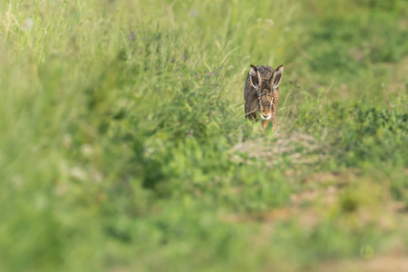 European hare sitting in a meadowの写真素材