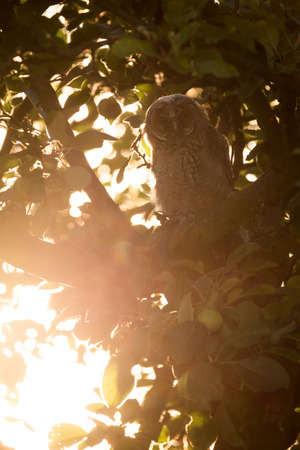 Juvenile long-eared owl in the morning sunの写真素材