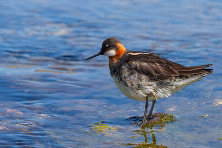 Red necked phalarope swimming in a hot spring in Icelandの写真素材