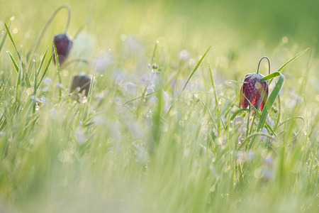 checkered daffodil with morning dewの写真素材