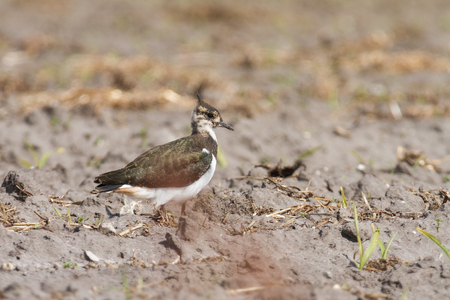 lapwing on a fieldの写真素材