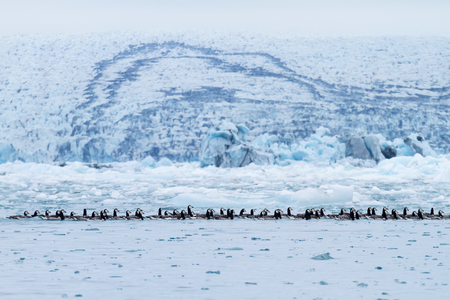 Barnacle geese swimming on Jokulsarlon glacier lagoon in Icelandの写真素材