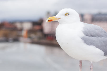 European gull in front of the  cityscape of Osloの写真素材