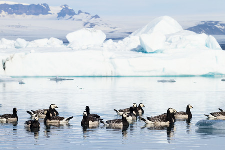 Barnacle geese swimming on Jokulsarlon glacier lagoon in Icelandの写真素材