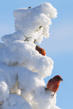 crossbill in the wintertime on a branchの写真素材