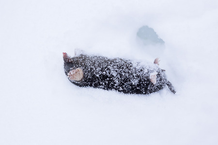 Dead mole lying in snowの写真素材