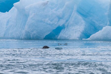 Common seal at Jokulsarlon glacier lake in front of ice floesの写真素材