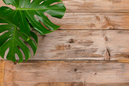 Old wooden background with green leaves, top view, copy space. Spring twigs on shabby background, frame, flat layの写真素材